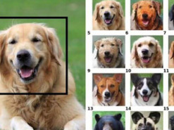 Новая нейросеть Nvidia умеет превращать домашних питомцев в любое другое животное