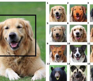 Новая нейросеть Nvidia умеет превращать домашних питомцев в любое другое животное
