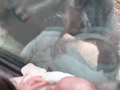 В зоопарке мама показала горилле своего малыша, и реакция обезьяны растрогала соцсети