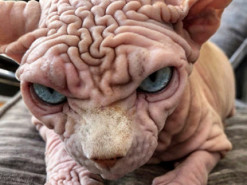 Морщинистый кот породы сфинкс покорил сердца пользователей сети