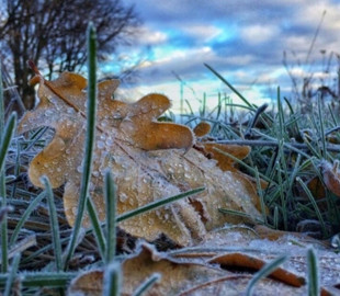 У Києві в найближчі ночі очікують заморозки