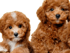 Днепрянка отдала мошенникам 10 000 за несуществующего щенка (Фото)