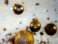 Виловлені в Тихому океані міжзоряні кульки виявилися земними відходами важкої промисловості