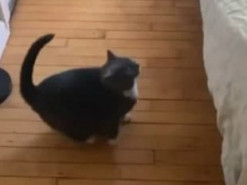 Уморительные попытки кота залезть на диван рассмешили соцсети