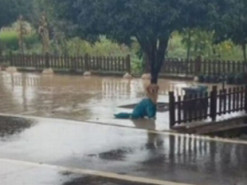 Реакция собаки, которую случайно оставили под дождем, покорила соцсети