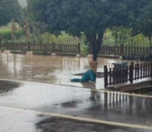 Реакция собаки, которую случайно оставили под дождем, покорила соцсети