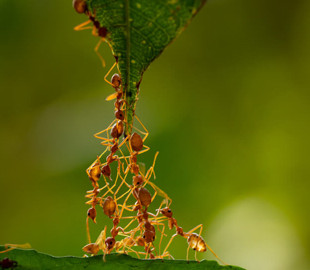 Муравьи добывают еду по алгоритму, который похож на оптимизацию интернет-трафика
