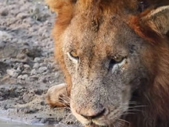 В ЮАР смелая черепаха прогнала львов с водопоя