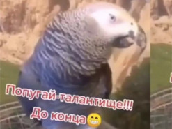 Попугай исполнил песню «Темная ночь» и стал звездой Сети
