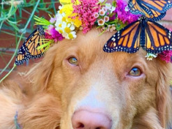 Шотландский ретривер умилил Сеть своей дружбой с бабочками