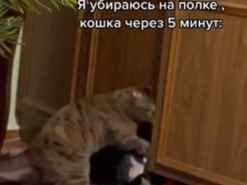 Кот решил научить хозяев уборке в шкафу