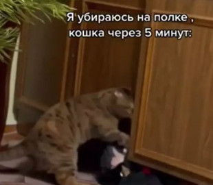 Кот решил научить хозяев уборке в шкафу