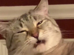 Реакция кота-грязнули на свой запах стала вирусной в Сети