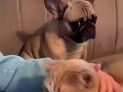 "А как же я? Ведь я же лучше...": обиженный взгляд ревнивой собаки растрогает любого