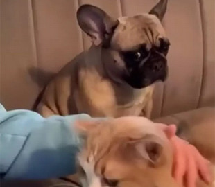 "А как же я? Ведь я же лучше...": обиженный взгляд ревнивой собаки растрогает любого