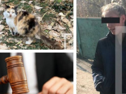Напоила кота пивом на 4000 гривен: жительницу Кривого Рога наказали за издевательство над животным