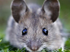 Мыши способны разоблачать фейки, созданные искусственным интеллектом