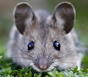 Мыши способны разоблачать фейки, созданные искусственным интеллектом