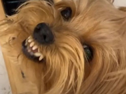 Реакция собаки на розыгрыш хозяина покорила сеть