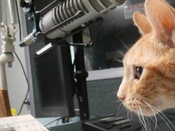 Представлена банковская карта, которая мяукает при каждом платеже