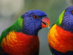 Папуга переспівав мелодію iPhone та став зіркою Мережі