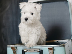 Украинские зооволонтеры наладили эвакуацию животных через интернет 