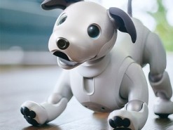 Обычные собаки приняли робота в свою компанию