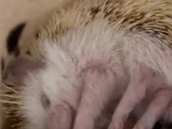 Вечно можно смотреть на три вещи, и одна из них - как потягивается ежик: видео