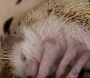 Вечно можно смотреть на три вещи, и одна из них - как потягивается ежик: видео