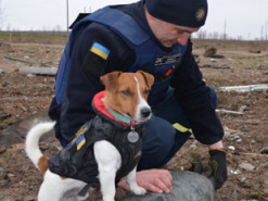В ГСЧС показали, как пес Патрон помогает расчищать село от русских мин и снарядов на Черниговщине