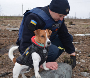 В ГСЧС показали, как пес Патрон помогает расчищать село от русских мин и снарядов на Черниговщине