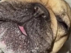 Смешной бульдог показал реакцию на будильник