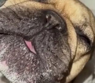 Смешной бульдог показал реакцию на будильник