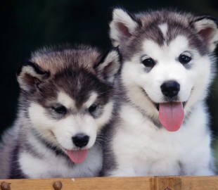 Мошеннику трижды удалось продать на olx несуществующих щенков