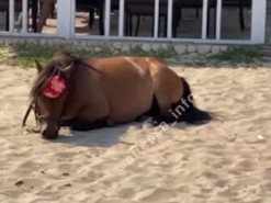 В Одессе аниматоры оставили уставшего пони на раскаленном песке: в сети негодуют