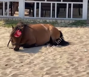 В Одессе аниматоры оставили уставшего пони на раскаленном песке: в сети негодуют