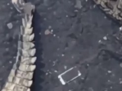 Парень случайно уронил смартфон в гнездо крокодилов