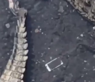 Парень случайно уронил смартфон в гнездо крокодилов