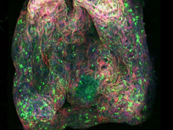 Новая технология открывает путь к созданию биокомпьютеров