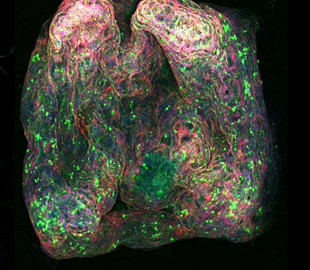Новая технология открывает путь к созданию биокомпьютеров
