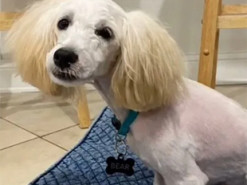 После грумера собака стала похожа на знаменитого клоуна Пеннивайза. Фото