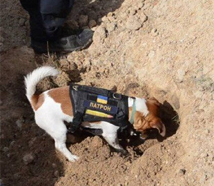 Спасатели показали новое видео с работой воинственного пса Патрона на Черниговщине
