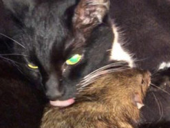 Сеть покорила кошка, подружившаяся с крысой