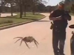 Жуткий паук на опубликованном полицией Техаса к Хэллоуину видео оказался настоящим
