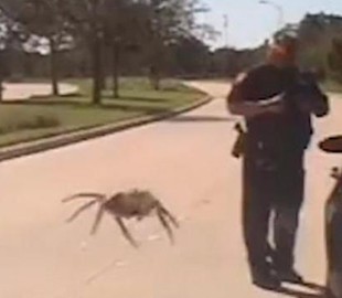 Жуткий паук на опубликованном полицией Техаса к Хэллоуину видео оказался настоящим