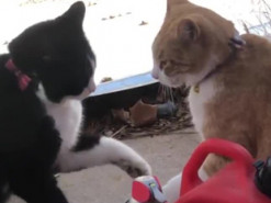 «Уличные бизнесмены»: коты провели «переговоры» и подрались