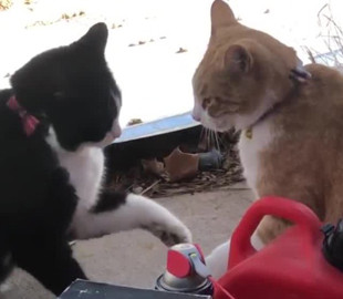 «Уличные бизнесмены»: коты провели «переговоры» и подрались