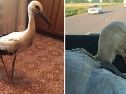 У Києві лікують травмованого лелеку Федора, який прийшов за допомогою до жінки на Київщині