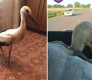 У Києві лікують травмованого лелеку Федора, який прийшов за допомогою до жінки на Київщині