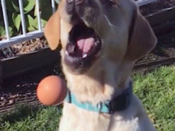 Сеть насмешил лабрадор, не умеющий ловить предметы